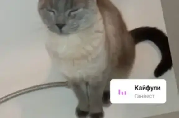 Кошки потеряшки, Приморско-Ахтарск, фото: Потеряшка кошка, Спортивная ул., 3, Прим-Ахт.