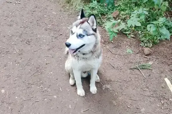 Найдена собака, Сылва, фото: Хаски найден: Заводской пер., 19, Сылва