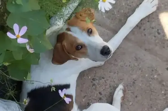 Найдена собака, Заплавненское, фото: Собака найдена в СНТ Шинник, Волгоградская обл.