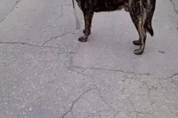 Собака найдена на Центр. ул., 39Б