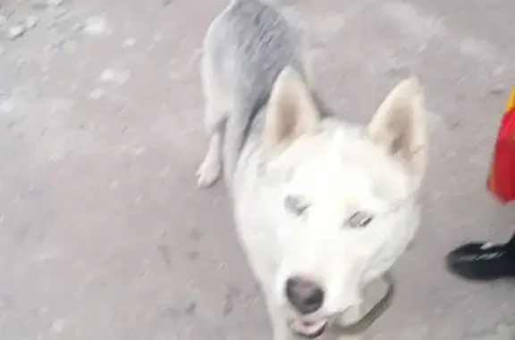 Найдена собака, Брянск, фото: Собака найдена: Московский проспект, 7