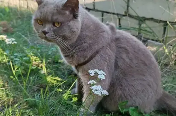 Найдена кошка, Калининград, фото: Серая кошка найдена, ул. Громовой, Калининград