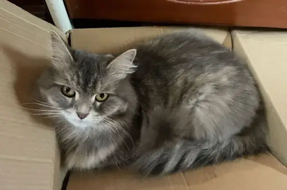 Пропала кошка на Ленина, 82, Чапаевск