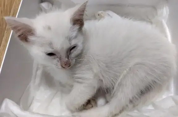 Найдена кошка, Альметьевск, фото: Котенок найден: ул. Шевченко, 108А