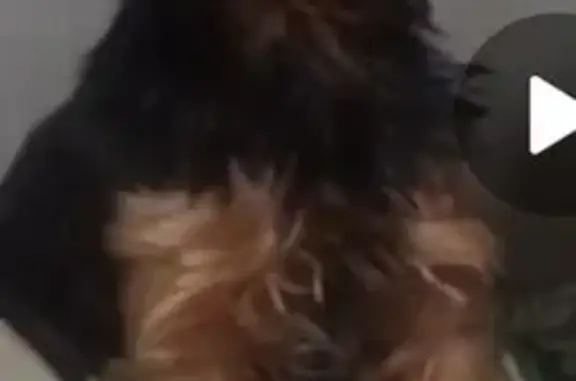 Пропала собака, Долговка, Мордвесское СП