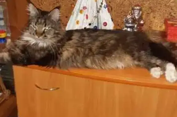 Пропала кошка, пр. Ленина 49А, Челябинск