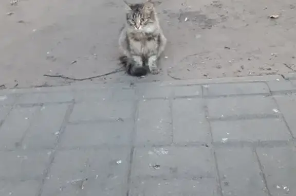 Найдена кошка, Ярославль, фото: Кошка найдена: ул. Доронина, 6 к3, Ярославль