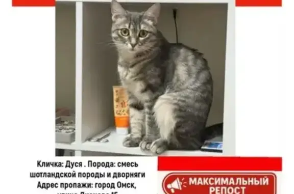 Пропала кошка, Омск, ул. Дианова 15