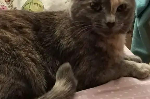 Объявления о пропавших и найденных животных, Архангельск, фото: Пропала кошка, Полярная ул. 8, Архангельск