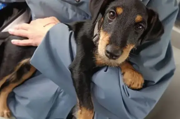 Найдена собака, Архангельск, фото: Щенок найден: Полярная ул. 9, Архангельск