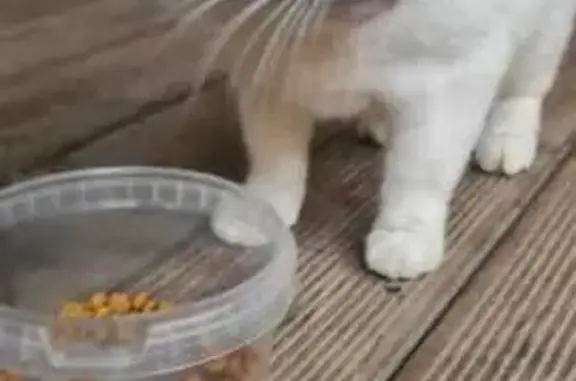 Найдена кошка, Кингисепп, фото: Кошка найдена: Слободская 36, Кингисепп