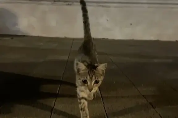 Найденные животные Нальчик, фото: Найдена серая кошка, пр. Ленина 21, Нальчик