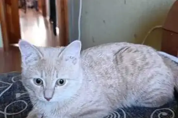 Кошки потеряшки, Ставрополь, фото: Потеряшка кошка Персик, ул. Серова 448