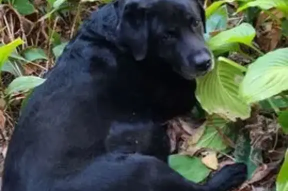 Лабрадор найден: Деловой проезд, 2, Саратов