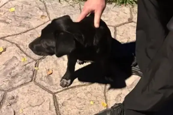 Найдена собака, Челябинск, фото: Собака найдена в парке ул. 60 лет Октября