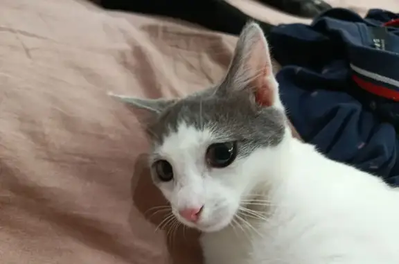 Котенок найден в подъезде, Макарова 26Б