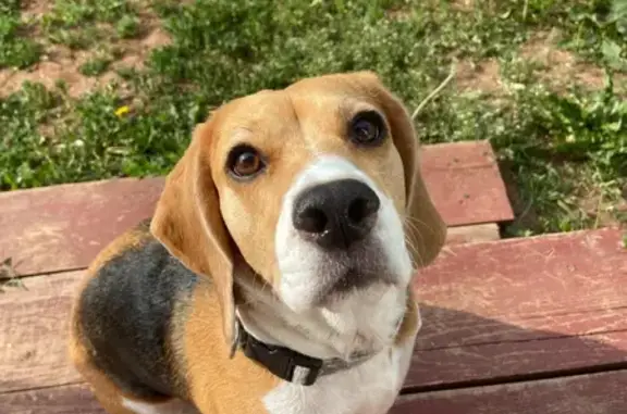 Собаки потеряшки, Пермский край, фото: Потеряшка собака, трасса Е22, кафе У Виктора