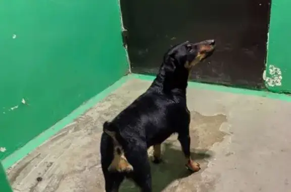 Найдена собака на бульваре Победы, 22