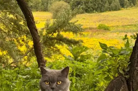 Найдена кошка, Коммунар, фото: Найдена кошка, Антропшинская 70, Коммунар