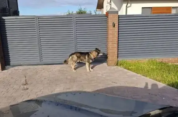 Найдена собака, Владимир, фото: Собака с ошейником, Институтский городок