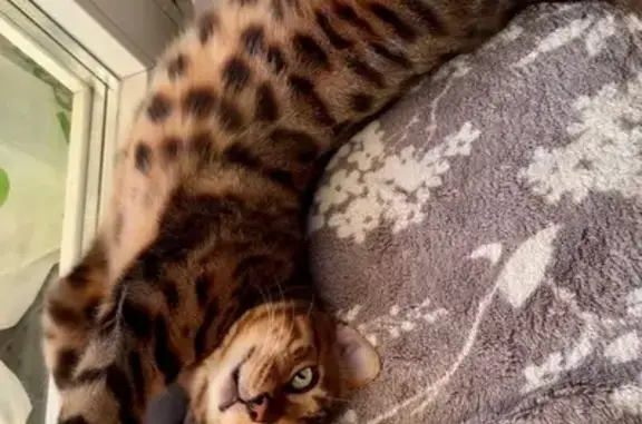 Кошки потеряшки, Московская область, фото: Потеряшка кошка, Беляная Гора, МО