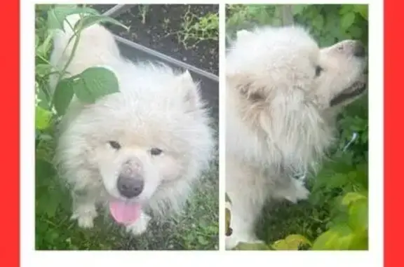 Собаки потеряшки, Московская область, фото: Потеряшка собака в СНТ Пруды, Жаворонки