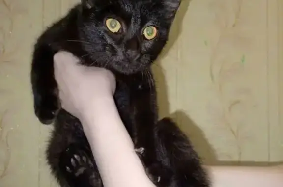 Найдена кошка, , фото: Черная кошка найдена в Нефтеюганске