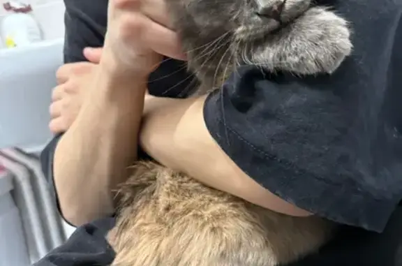 Найдена кошка, Челябинск, фото: Кошка найдена у Ленты, Блюхера 126