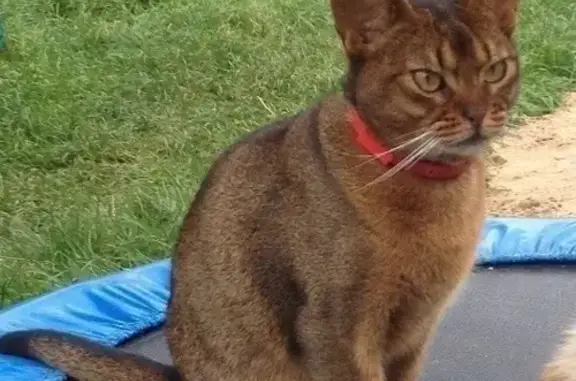 Пропала кошка, Петришковский с/с, Минск