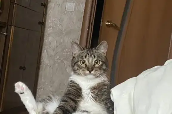 Пропала кошка, ул. Азина, 9, Янаул