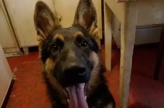 Найдена овчарка, Обиковская 12, Чебоксары