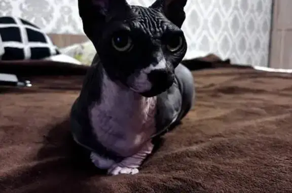 Найдена кошка, Краснодар, фото: Кошка найдена: 2-й Нефтезаводской, Краснодар