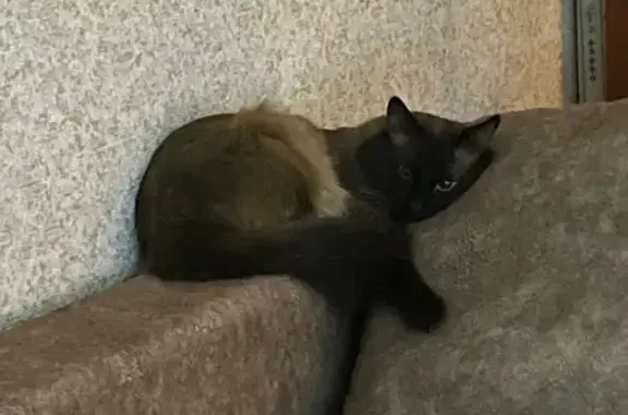 Пропала черная кошка, ул. Ленина, 6