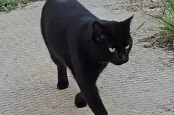 Потерянные животные Домодедово, фото: Пропала кошка на Крестьянской, Домодедово