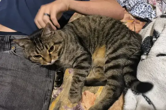 Найдена ласковая кошка, ул. Серова, 6