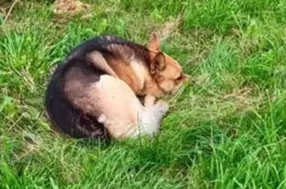 Найдена собака, Владимир, фото: Собака найдена: ул. Жуковского 8Б, Владимир