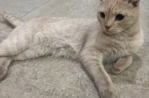 Найдена кошка, Боевая ул. 2, Астрахань