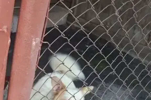 Пропала собака, Юбилейная ул., 6, Межевой