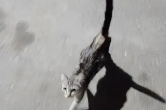 Найдена кошка, Минеральные Воды, фото: Кошка найдена: Мостовая ул, 2, Мин. Воды