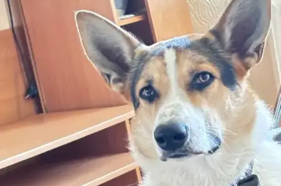 Собаки потеряшки, Усинск, фото: Потеряшка собака, Усинск, Железнодорожная