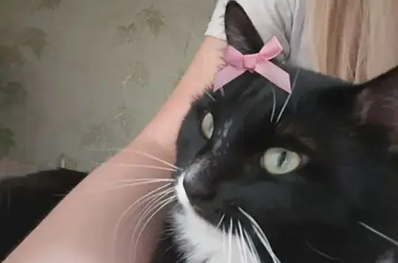 Кошки потеряшки, Красноярск, фото: Потеряшка черная кошка, ул. Павлова, Крск.