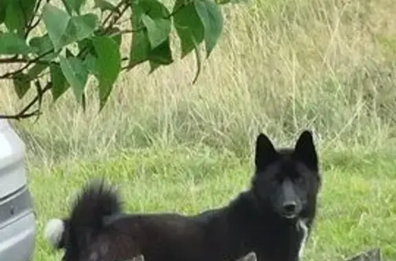 Найдена собака, 1-е Мая, фото: Лайка найдена: Юбилейная, 1-е Мая