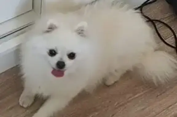 Собаки потеряшки, Ставрополь, фото: Потеряшка собака, ул. Спутник-9, 490, Ставрополь