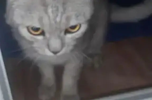 Кошка найдена: пр. Ленина, Волгоград