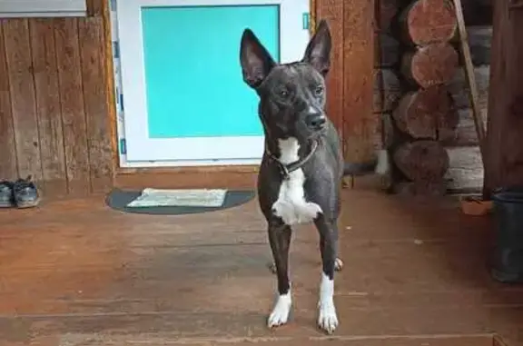 Найдена собака, Ветлужский, фото: Собака найдена: Чайковского, 46, Ветлужский