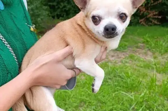 Найдена собака, Репино, фото: Чихуа-хуа найдена, Репино, Зеленогорское ш.