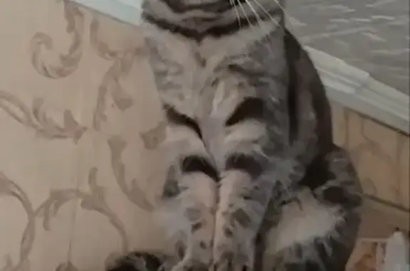 Пропала кошка, Приморская ул. 11, Туапсе