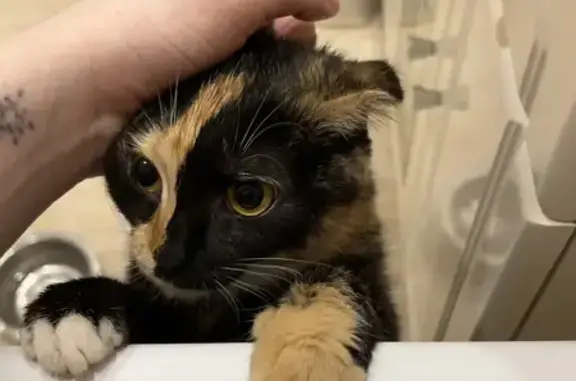 Кошки потеряшки, Барнаул, фото: Потеряшка кошка, Взлётная 51, Барнаул