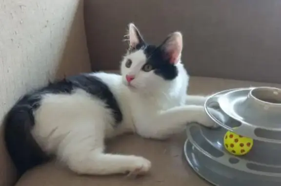 Котёнок найден, пр. Ибрагимова, Казань