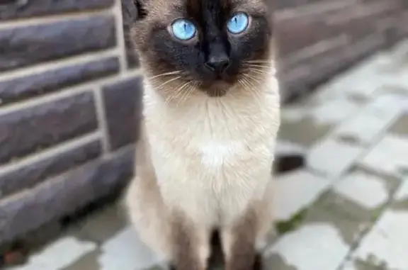 Пропала кошка, ул. Коммунистическая, Борисовка